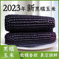 黑糯玉米即食新鲜现摘真空包装10根非转基因山西忻州玉米紫苞米棒