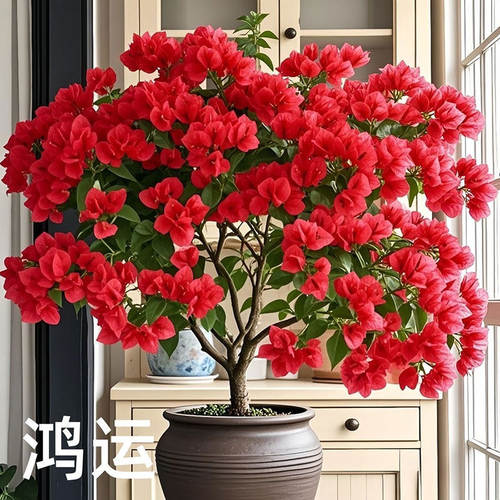 漳州新品【二十四瓣三角梅】多彩三角梅净化空气好养庭院阳台花海