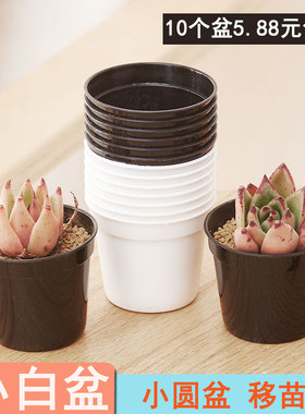 多肉植物小白盆圆盆塑料花盆育苗移苗定植盆小植物桌面迷你盆包邮