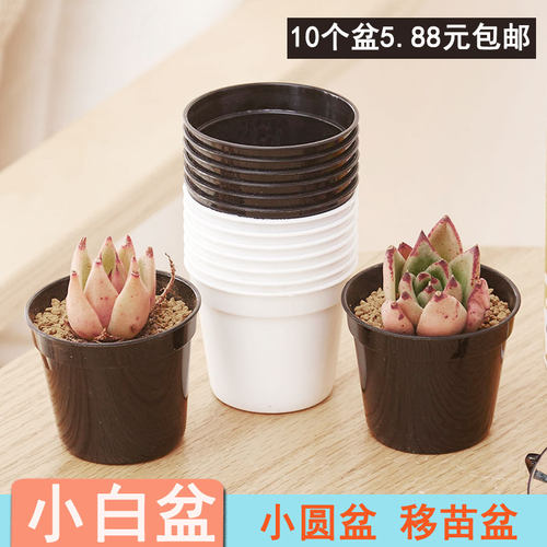 多肉植物塑料花盆育苗迷你