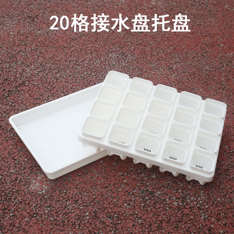 塑料20格托架托盘5cm方口盆多肉小白方迷你花盆 叶插盆播种闷盖子