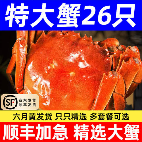 顺丰六月黄河蟹湖蟹大闸蟹鲜活