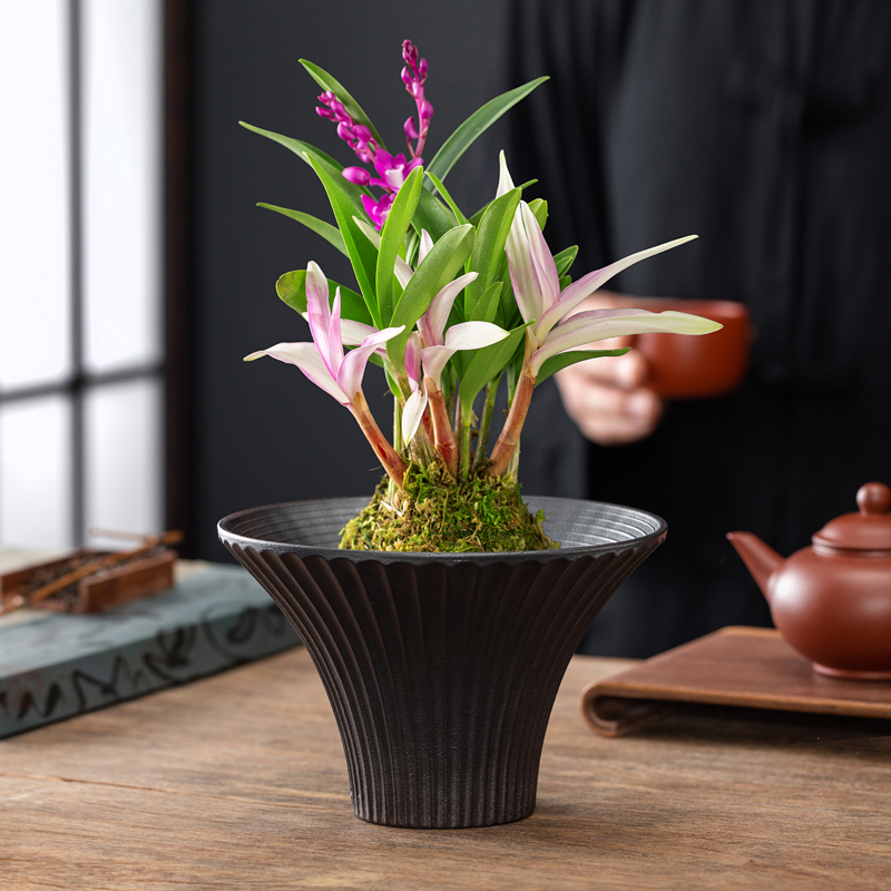 铜钱草绿萝水培器皿陶瓷花盆家用苔藓球托盘蕨类茶室桌面盆栽盆子