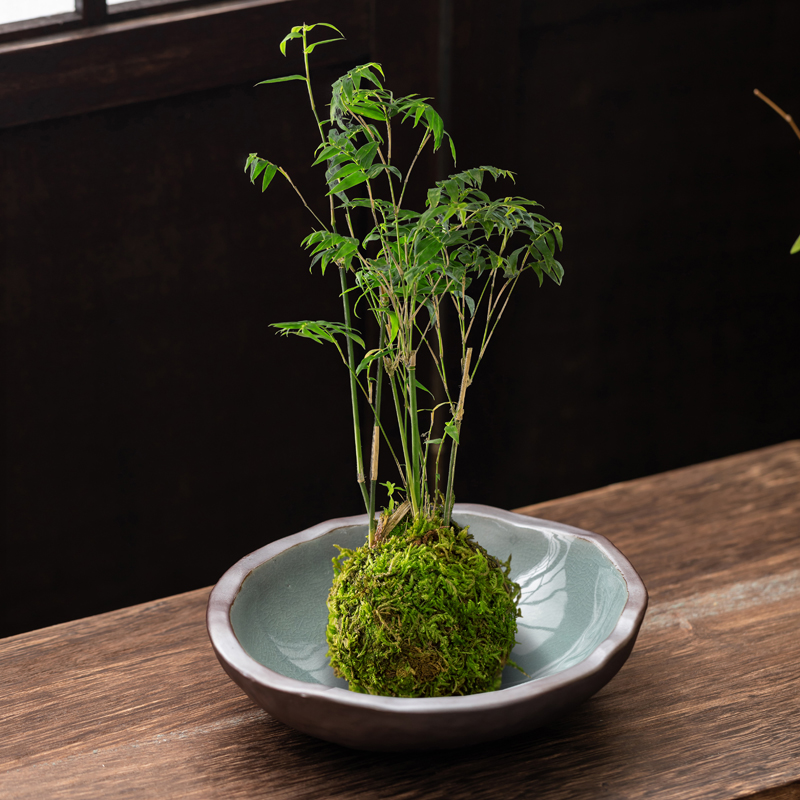 禅意米竹菖蒲六月雪苔藓球花盆陶瓷水培花器皿盆栽盆景盆桌面摆件