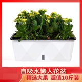 Ленивый самооборотный вид воды, грейпфронты, шелковик 涫 家 籼ㄅ 籼ㄅ 柙 衿 衿 衿 衿 衿 衿 衿 衿 衿 衿 衿 衿