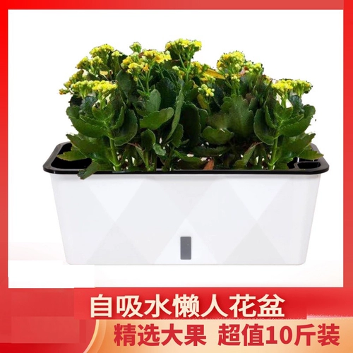 Ленивый самооборотный вид воды, грейпфронты, шелковик 涫 家 籼ㄅ 籼ㄅ 柙 衿 衿 衿 衿 衿 衿 衿 衿 衿 衿 衿 衿