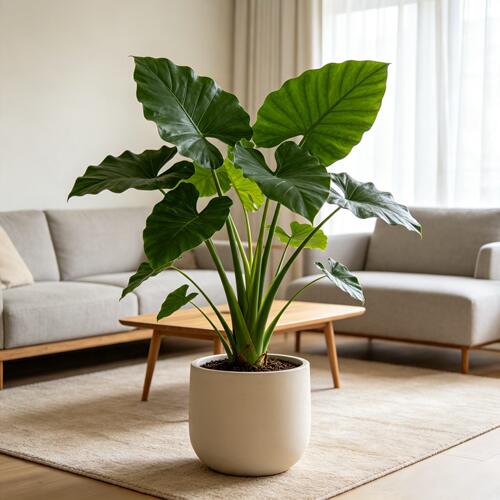 滴水观音绿植大叶老桩盆栽室内客厅大型植物花卉盆景小叶千手观音