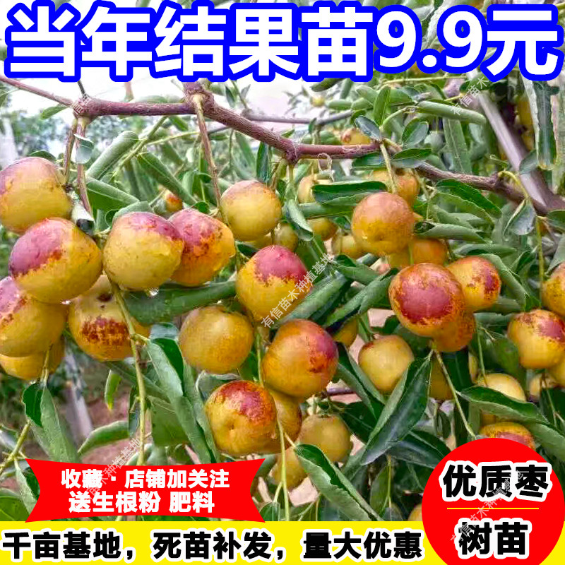 金丝蜜枣大枣树苗 冰糖枣树果大如苹果枣嫁接枣子苗南方北方种植