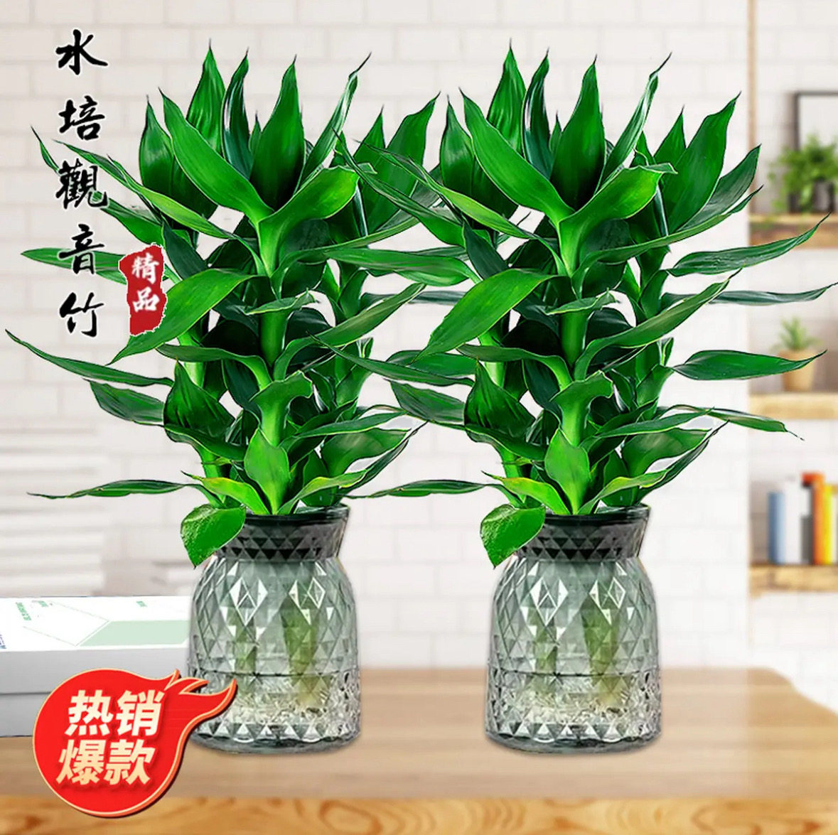 水培观音竹富贵竹绿植净化空气