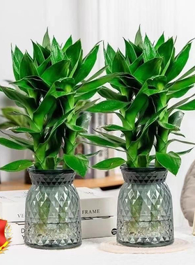 【买一送一】水培观音竹室内四季好养绿色桌面盆栽轻奢烟灰树脂盆