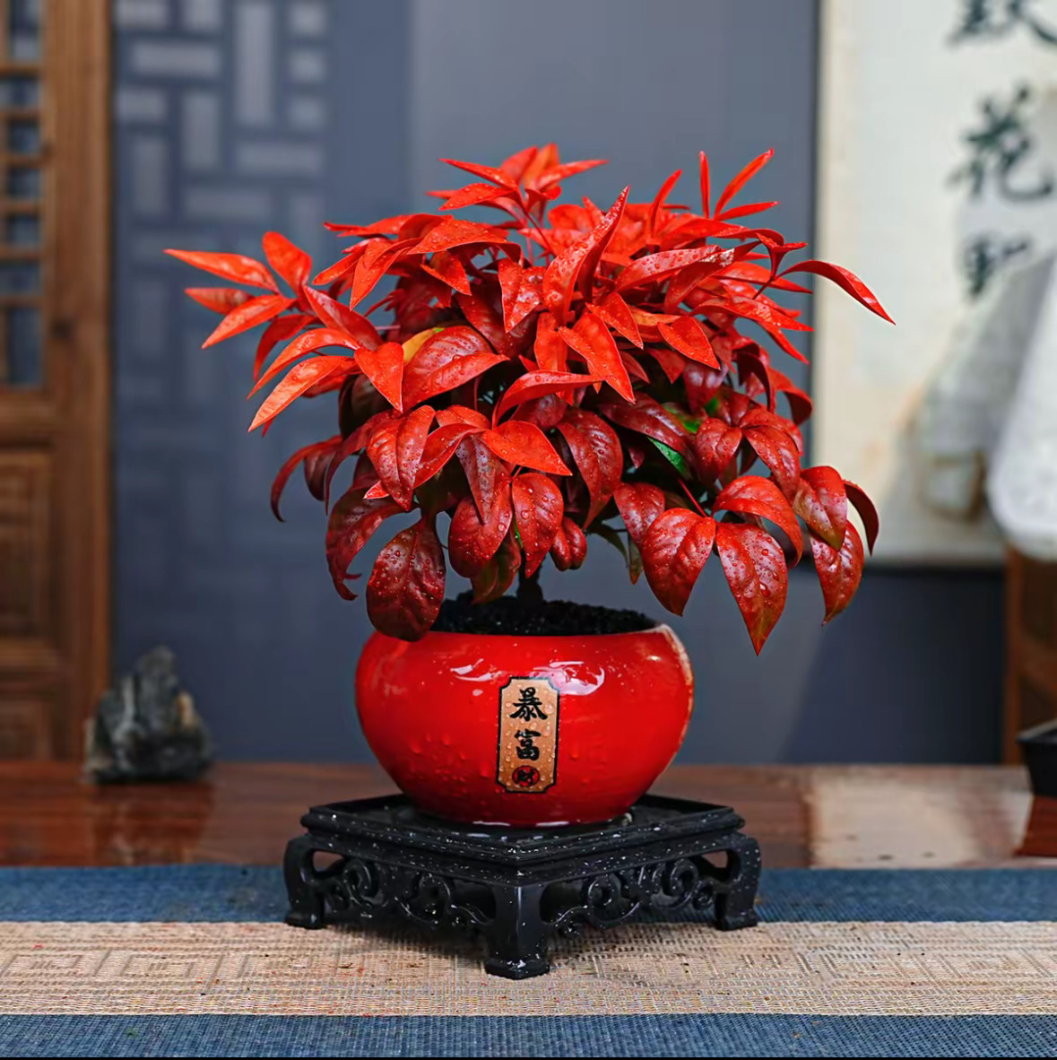 火焰南天竹盆栽冬季耐寒红叶绿植室内外客厅阳台四季好养植物盆景