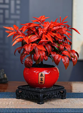 火焰南天竹盆栽冬季耐寒红叶绿植室内外客厅阳台四季好养植物盆景