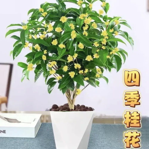四季桂花树桂花四季美观