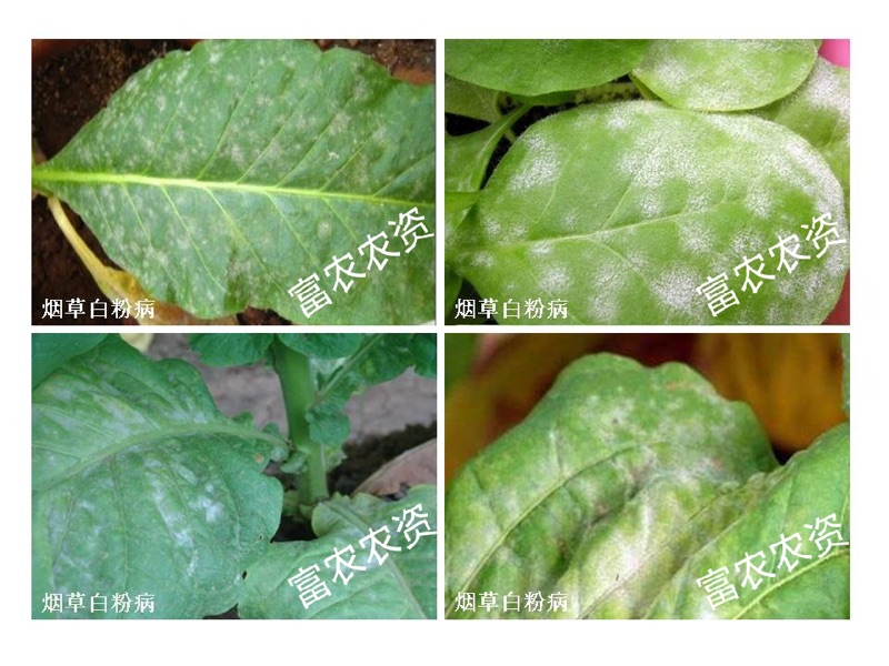 烟草花生豆角黄瓜根腐病