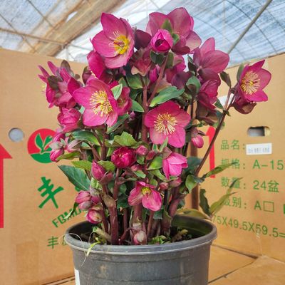 耐寒耐热铁筷子多年生阳台绿植