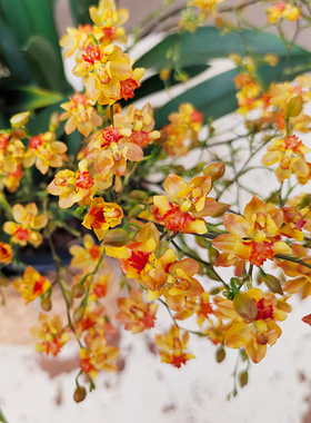 橙色梦想香兰盆栽室内绿植花卉带花发货兰花文心兰