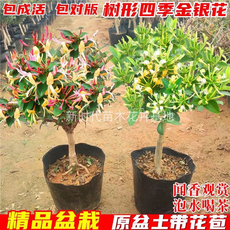 金银花树苗盆栽带盆带土带叶当年开花室内花园爬藤食用药红色花卉
