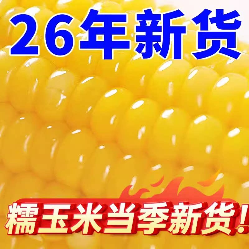 2025年头茬东北黄糯玉米当季现摘糯玉米大棒苞米可代餐粘包米真空