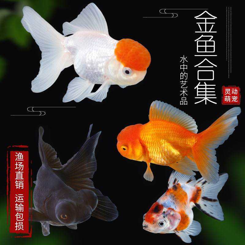小金鱼活鱼耐活冷水好养冷水观赏鱼小型草金鱼冷水珍珠观赏鱼小鱼