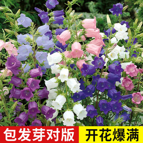 风铃草花种籽子四季播种阳台花籽