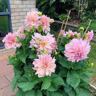 重瓣大丽花种籽春季播种阳台庭院一年四季都开花种籽子小丽花种子