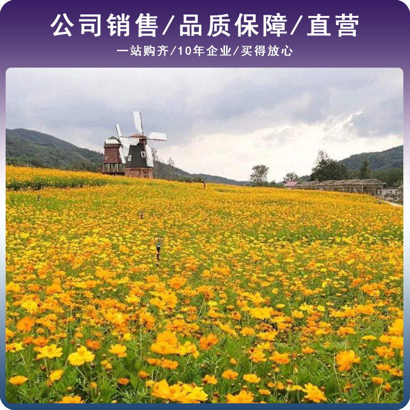 花种籽子四季播种开花易活花籽室内外庭院阳台盆栽花籽硫华菊种子