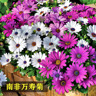 南非万寿菊种子蓝目菊耐寒景观庭院花卉四季播种开花非洲菊花种子