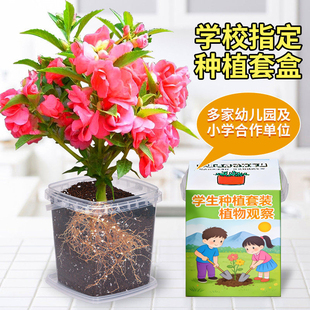 凤仙花种子四季小学生科学实验观察指甲花儿童种植小盆栽植物种籽
