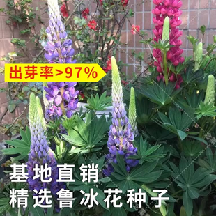 鲁冰花种子四季播种易活开花卉室内外阳台植物花籽羽扇豆花种籽子