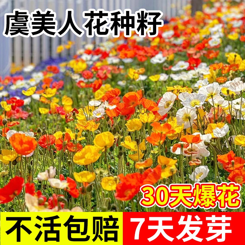 冰岛虞美人花种四季开花撒土就活