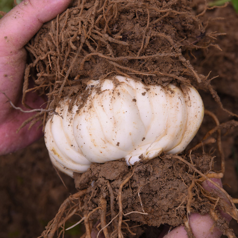 湖南隆回龙牙百合新鲜食用 500g 新挖特级特产生甜白合非兰州干货