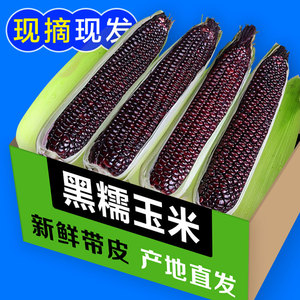 广西黑糯玉米津果鲜包邮