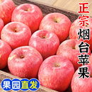 栖霞冰糖心平萍果 应当季 山东烟台红富士苹果10斤水果新鲜整箱 包邮