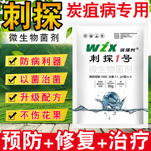 刺炭刺探炭疽病疮痂白黑腐专用抑菌治菌葡萄辣椒西红柿微生物菌剂