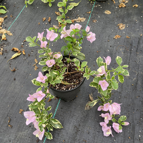 养花必入软枝飘垂直接开成花瀑布