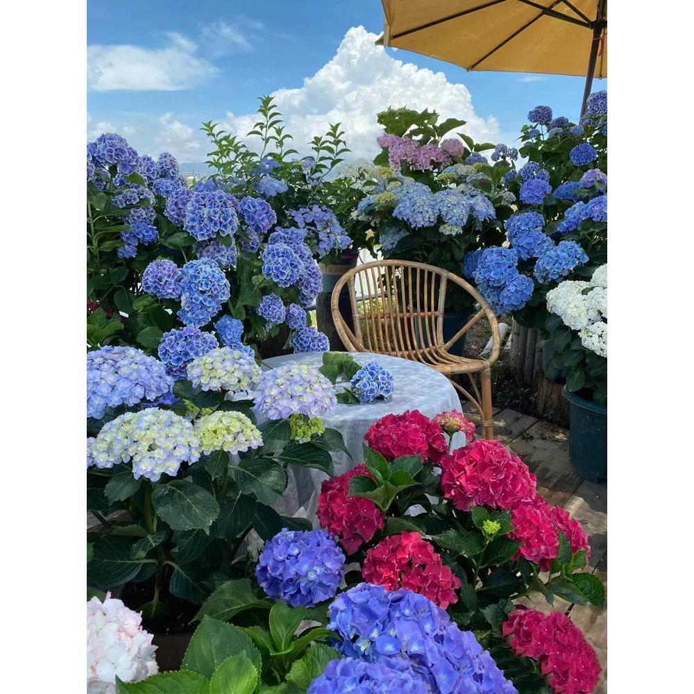无尽夏绣球花室内外别墅庭院四季花卉绿植物夏洛特公主绣球耐寒花