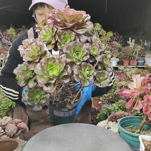 魅金玫瑰法师老桩1792