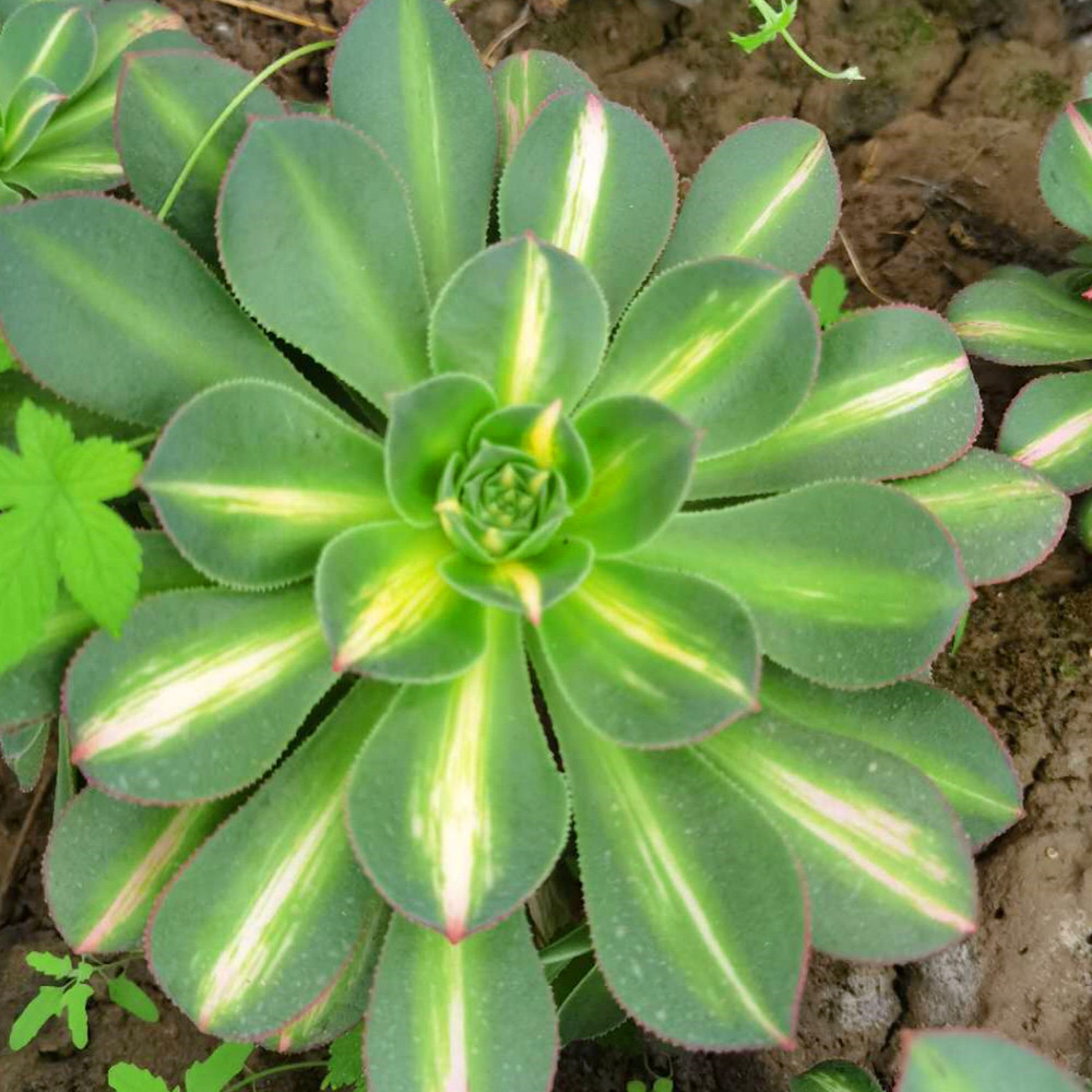花语轩I 直播间 9号链接 一物一拍 精品多肉法师老桩绿植盆栽花卉