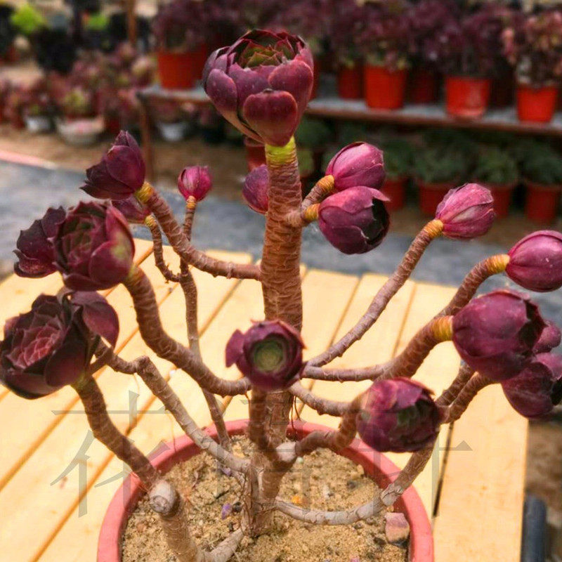 花语轩I 直播间 3号链接 一物一拍 精品多肉法师老桩绿植盆栽花卉