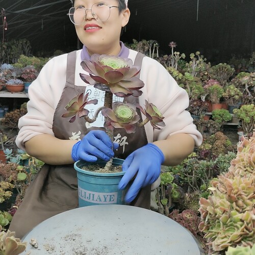魅金玫瑰法师老桩721两单包邮两天拼单脱土发货