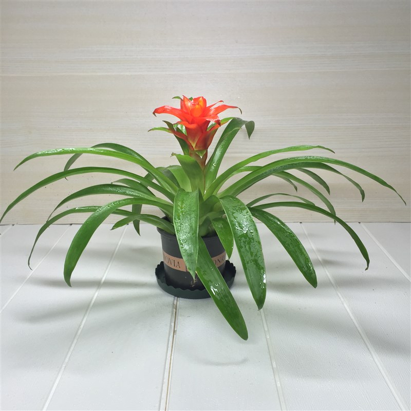 大盆鸿运当头盆栽植物花卉凤梨小红星F大型绿植室内客厅办公室招