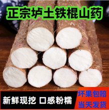 山药新鲜5斤现挖铁棍山药河南焦作铁杆淮山药粉糯小白嘴麻怀山药