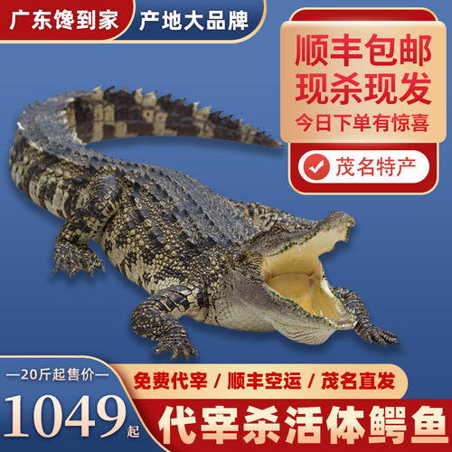 鳄鱼肉整条大鳄鱼20-100斤可选