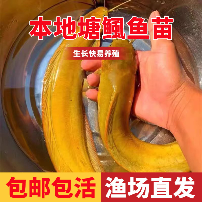 本地塘鲺鱼苗淡水养殖食用塘角鱼苗皇妃一号胡子鲶【顺丰包邮】