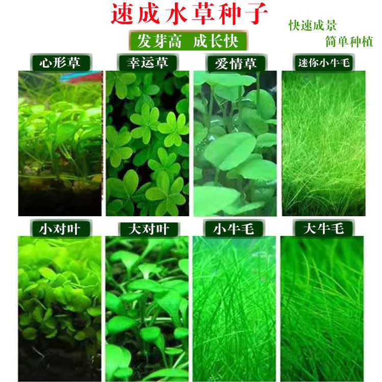 造景鱼缸水草种子 小对叶牛毛种子 水草籽 造景四季淡水十种水草