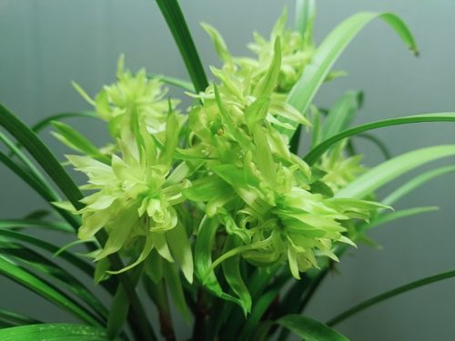 兰花苗浓香型年宵花春兰花开富贵冬季带花苞好养室内盆栽绿植花卉