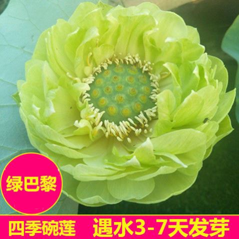 大水养水培睡莲乌龟鱼缸盆碗号植物透明莲盆器花瓶玻璃]水仙花盆