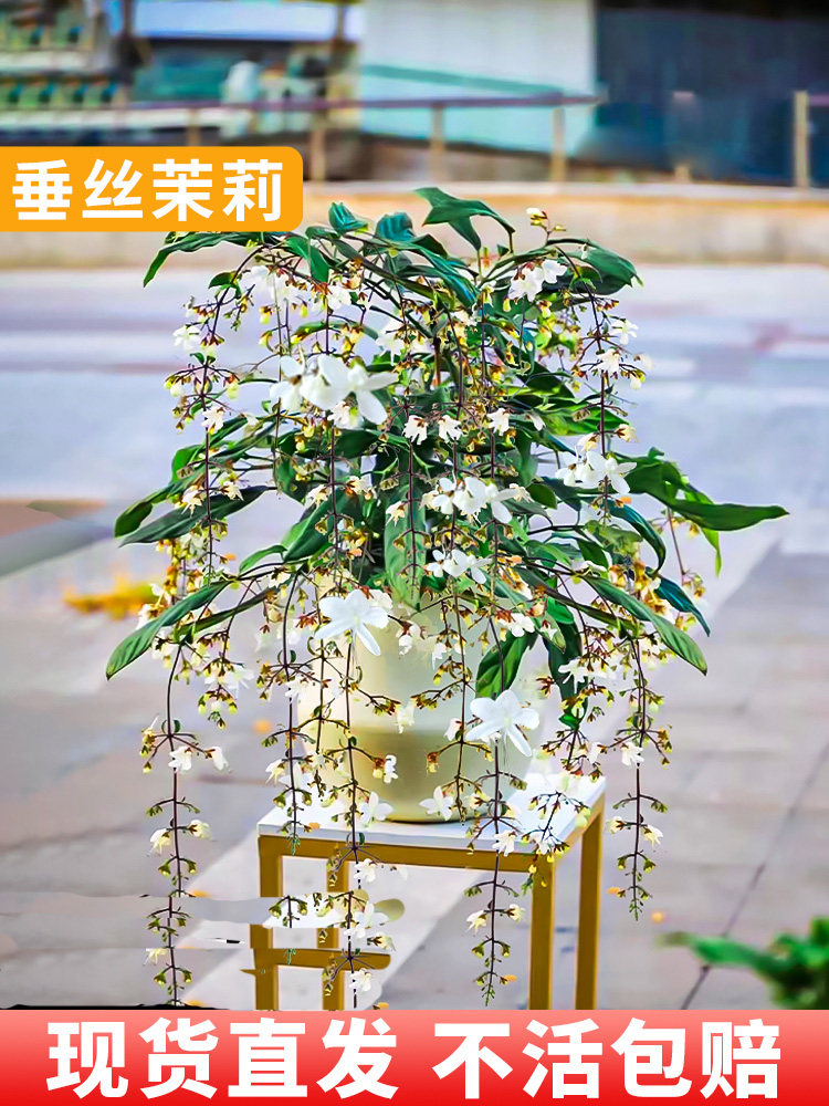 九语垂丝茉莉风车盆栽花苗