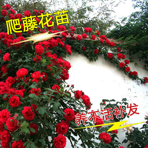 蔷薇花苗爬藤四季庭院植物