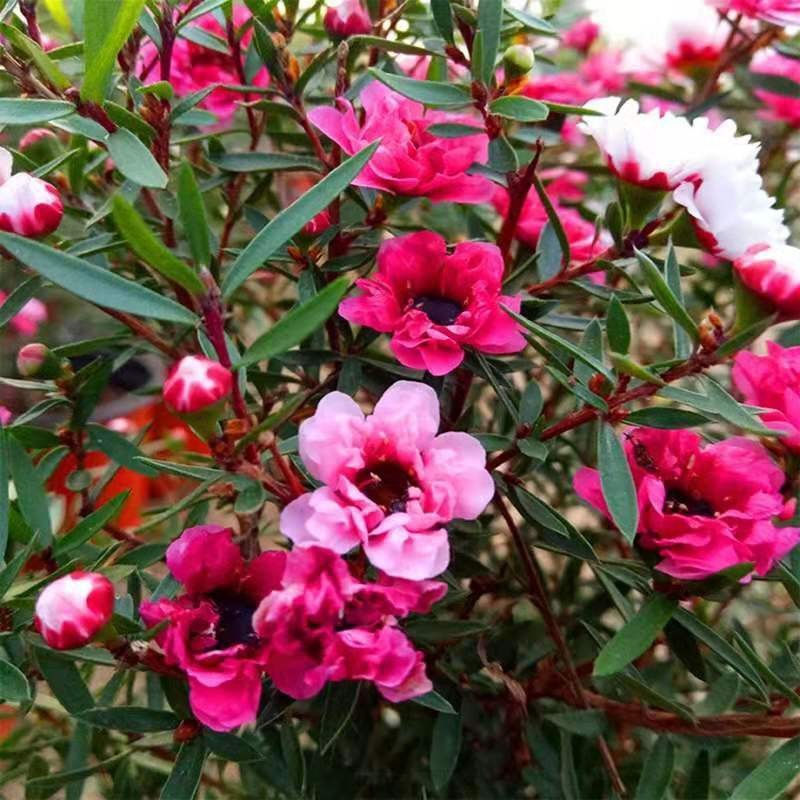 松红梅盆栽带花庭院阳台植物澳洲腊梅室内外四季绿植开花植物好养